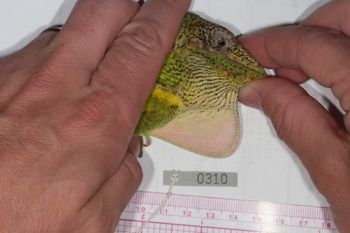 Media type: image;   Herpetology R-186215